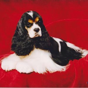 Meet your Posher, Judy